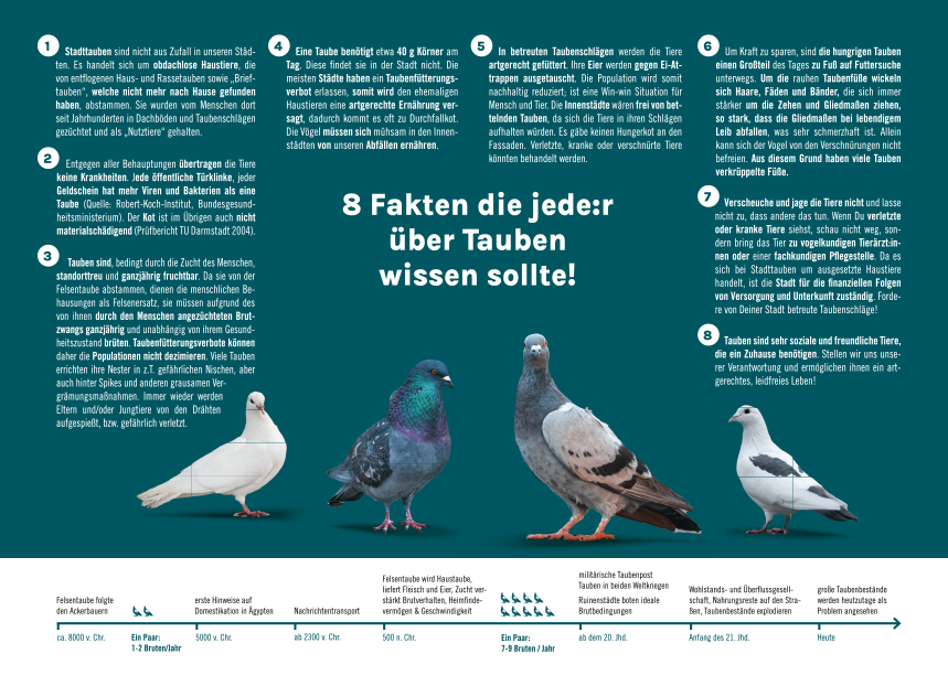 Flyer »Stadttauben« (100 Stk.)